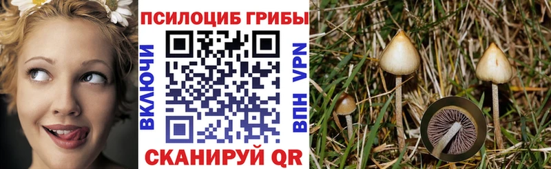 Псилоцибиновые грибы Psilocybe  Ак-Довурак 